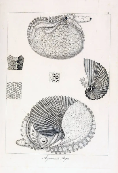 Hayvan Illustration Eski Resim — Stok fotoğraf