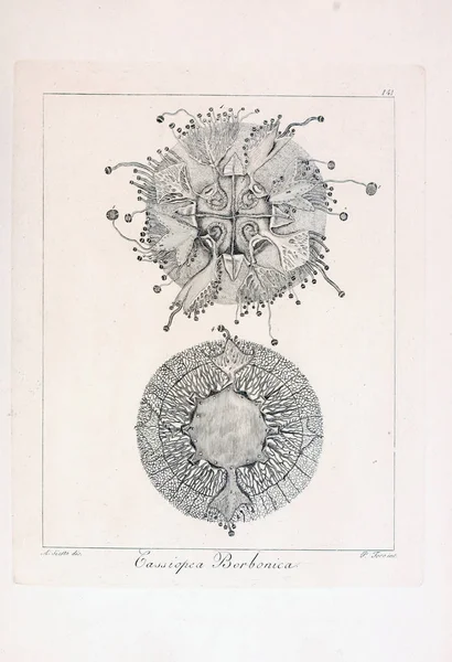 hayvan Illustration. Eski resim