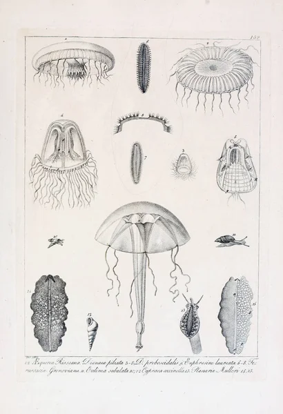 hayvan Illustration. Eski resim