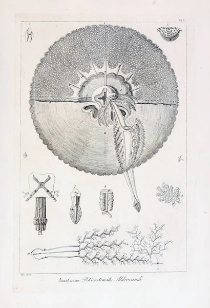 hayvan Illustration. Eski resim