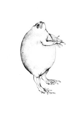 Bir kurbağa Illustration. Eski resim