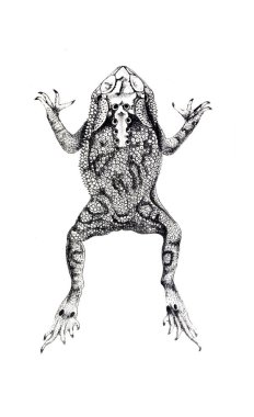 Bir kurbağa Illustration. Eski resim