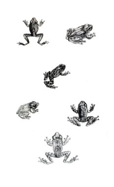 Bir kurbağa Illustration. Eski resim