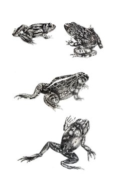 Bir kurbağa Illustration. Eski resim