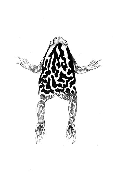 カエルのイラスト 古いイメージ — ストック写真