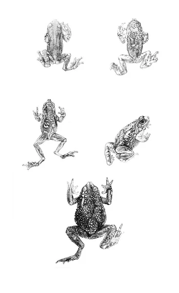 Illustration Une Grenouille Vieille Image — Photo