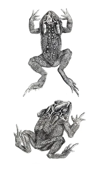 Bir kurbağa Illustration. Eski resim