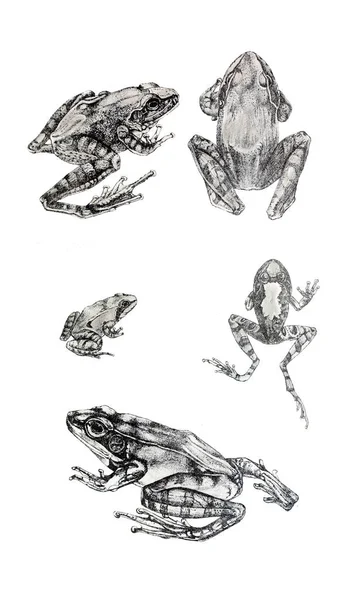 Illustration Une Grenouille Vieille Image — Photo