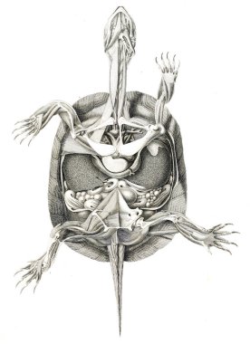 hayvan Illustration. Eski resim