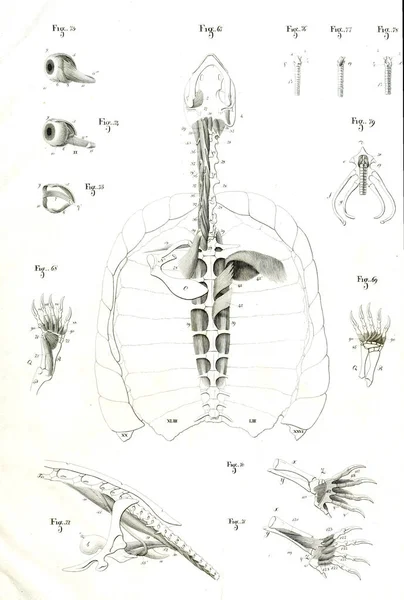 Ilustración Del Animal Imagen Antigua — Foto de Stock