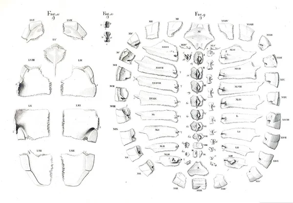 Illustration Djur Gamla Bilden — Stockfoto