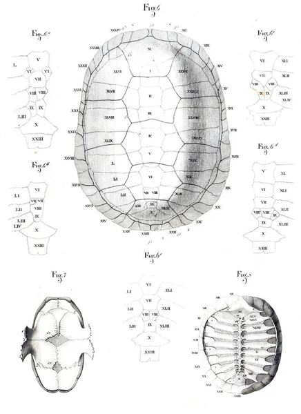 Illustration Djur Gamla Bilden — Stockfoto