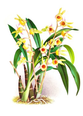 Orkide çiçek beyaz arka plan