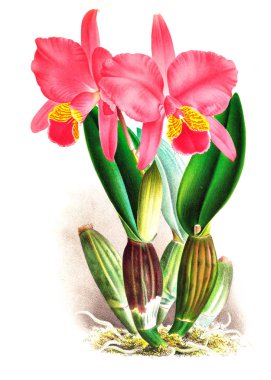 Orkide çiçek beyaz arka plan