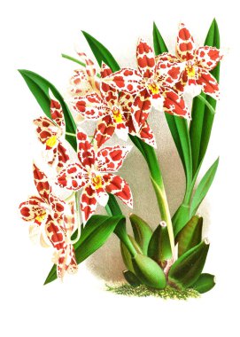 Orkide çiçek beyaz arka plan