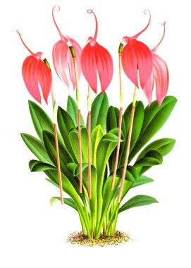 Orkide çiçek beyaz arka plan