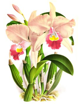 Orkide çiçek beyaz arka plan