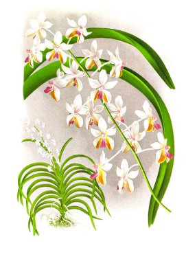 Orkide çiçek beyaz arka plan