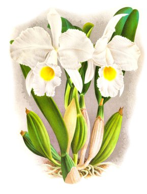 Orkide çiçek beyaz arka plan