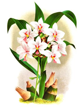 Orkide çiçek beyaz arka plan