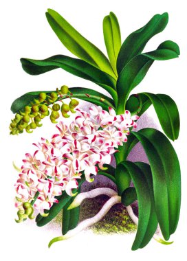 Orkide çiçek beyaz arka plan