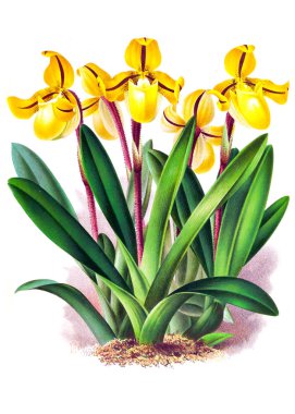 Orkide çiçek beyaz arka plan