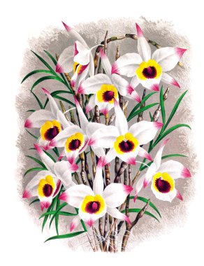 Orkide çiçek beyaz arka plan