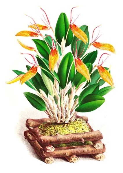 Orkide çiçek beyaz arka plan