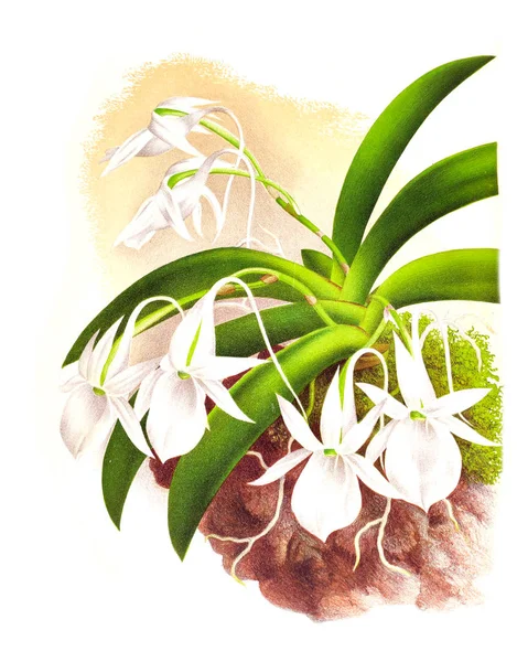 Orkide çiçek beyaz arka plan