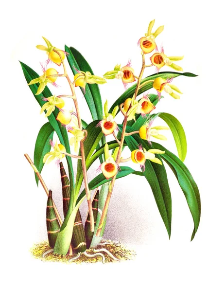 Orkide çiçek beyaz arka plan