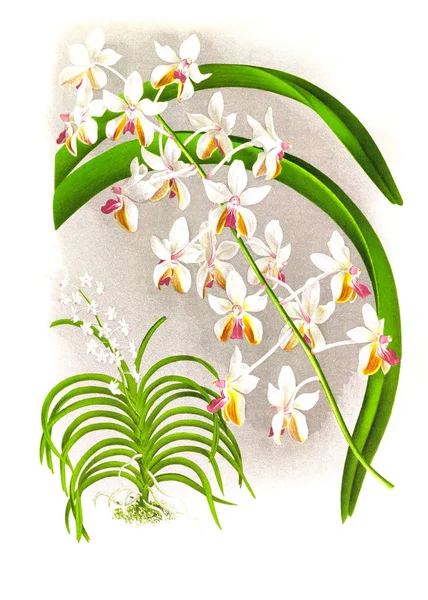 Orkide çiçek beyaz arka plan