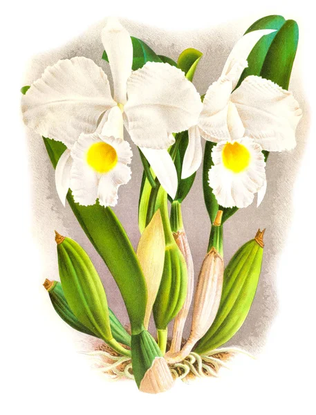 Orkide çiçek beyaz arka plan