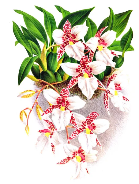 Orkide çiçek beyaz arka plan