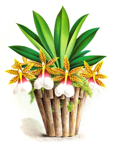 Orkide çiçek beyaz arka plan