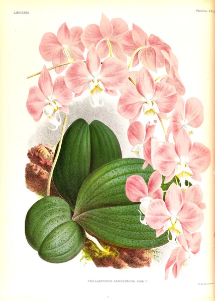 Ορχιδέα Λουλούδι Λευκό Φόντο — Φωτογραφία Αρχείου