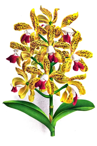 Fondo Bianco Del Fiore Del Orchid — Foto Stock