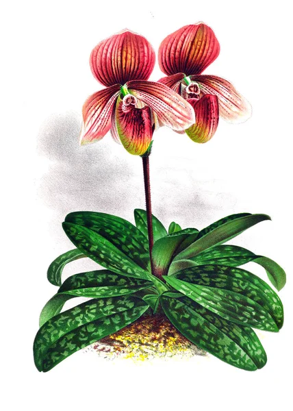 Orkide çiçek beyaz arka plan