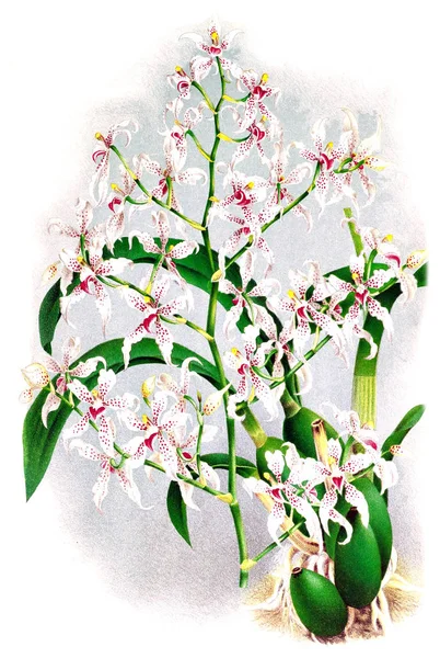 Fondo Bianco Del Fiore Del Orchid — Foto Stock