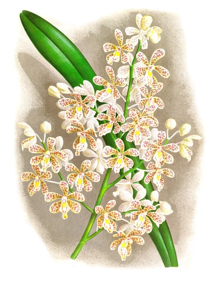 Orkide çiçek beyaz arka plan