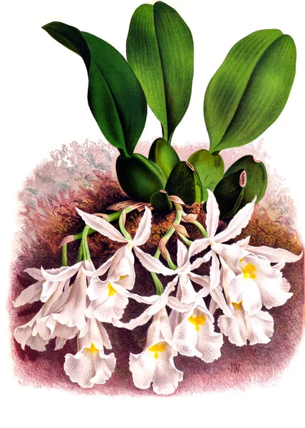 Fondo Bianco Del Fiore Del Orchid — Foto Stock