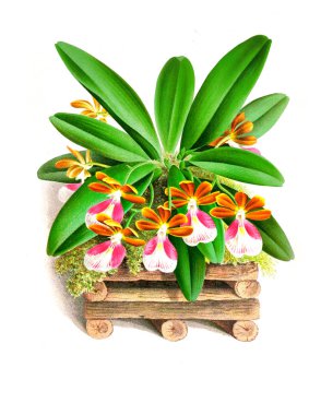 Orkide çiçek beyaz arka plan