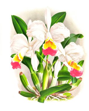 Orkide çiçek beyaz arka plan