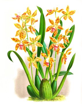 Orkide çiçek beyaz arka plan