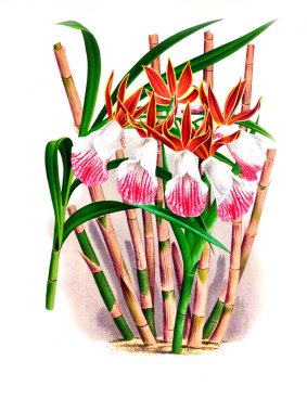 Orkide çiçek beyaz arka plan