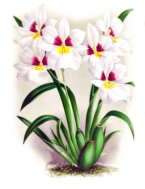 Orkide çiçek beyaz arka plan