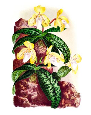 Orkide çiçek beyaz arka plan