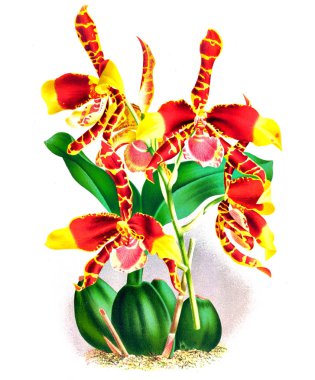 Orkide çiçek beyaz arka plan