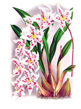 Orkide çiçek beyaz arka plan