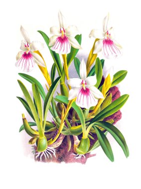 Orkide çiçek beyaz arka plan