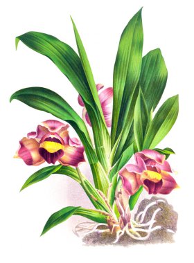 Orkide çiçek beyaz arka plan